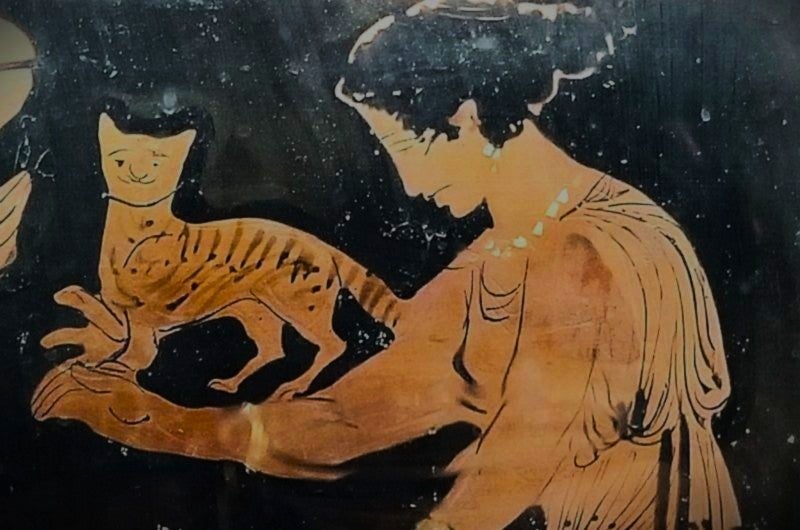 what your cats kidney wish you knew what your cats kidney wish you knew