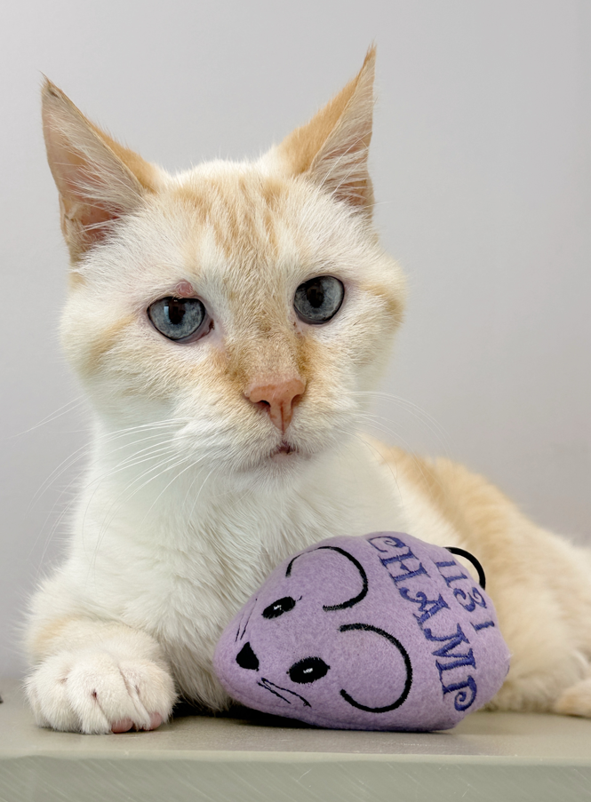 radioactive iodine i131 cat care center baton rouge hyperthyroidism for cats