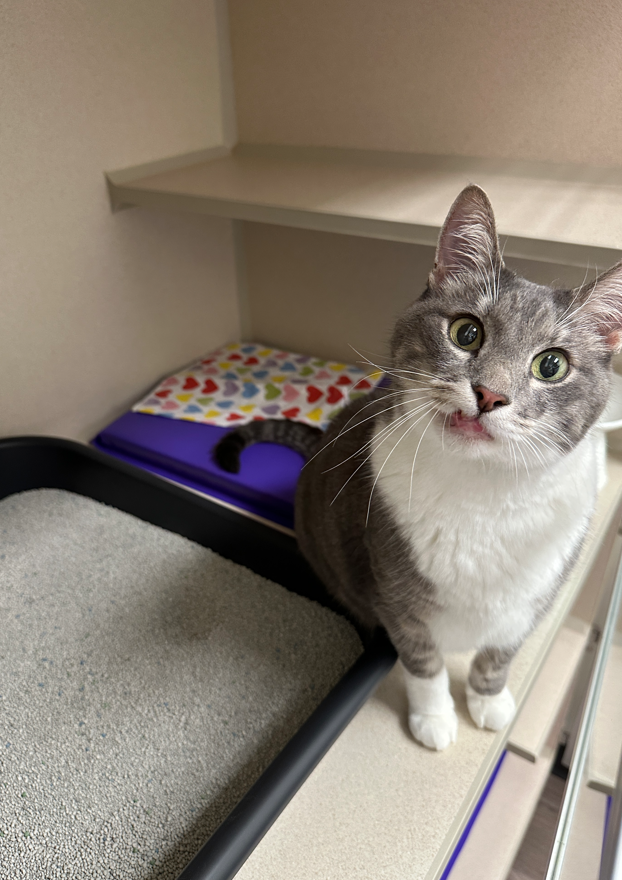 radioactive iodine i131 cat care center baton rouge hyperthyroidism for cats