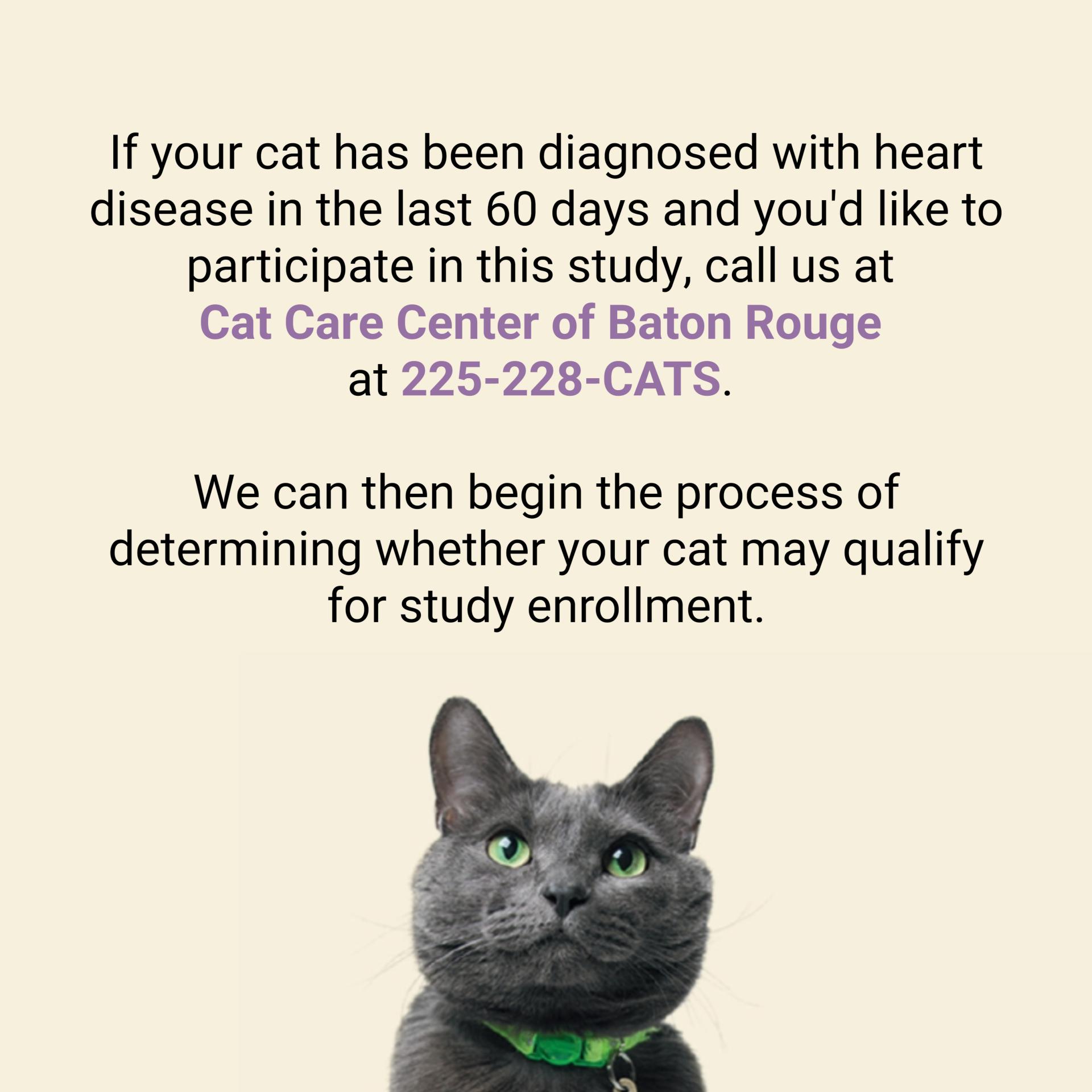 feline heart study cat care center baton rouge