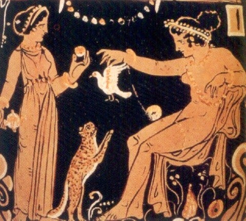 what your cats kidney wish you knew what your cats kidney wish you knew