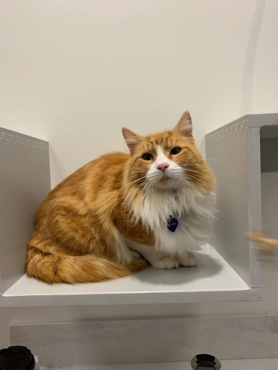 mena butterbean at cat care center