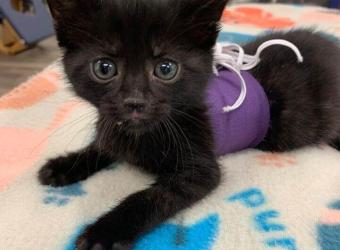 Kittens... in Corsets!?: Flat-Chested Kitten Syndrome